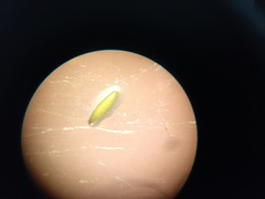 Najas gracillima