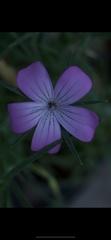 Agrostemma
