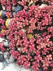 Sedum