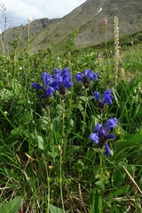 Dracocephalum grandiflorum