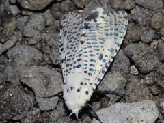 Zeuzera multistrigata