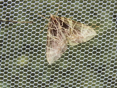 Evecliptopera illitata