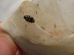 Cryptocephalus koltzei