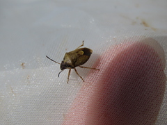 Rubiconia intermedia