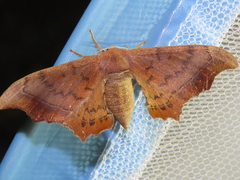 Oberthueria caeca