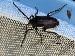 Prionus insularis