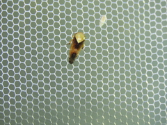 Drabescus pallidus
