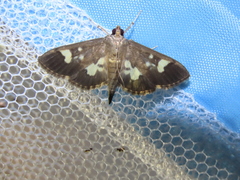 Hemopsis dissipatalis