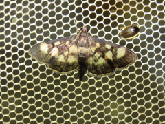 Herpetogramma ochrimaculalis