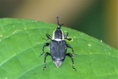 Cercidocerus lateralis