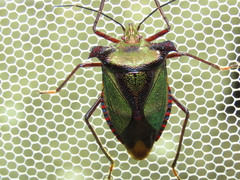 Pentatoma parametallifera