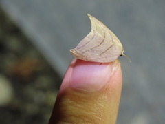 Pseudalbara parvula