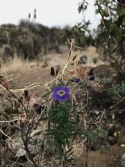 Tropaeolum azureum