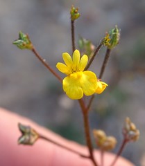 Nemesia gracilis