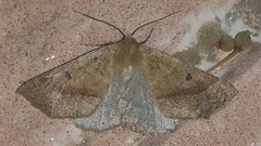 Crocallis dardoinaria