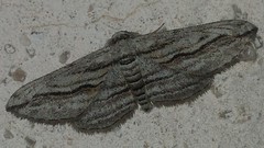 Ecleora solieraria
