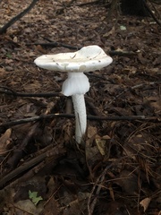 Amanita magnivelaris