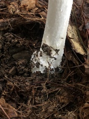Amanita magnivelaris