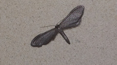 Idaea carvalhoi