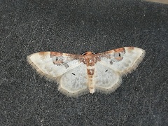 Idaea mustelata