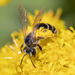 Mining Bees - Photo (c) Denis Doucet, some rights reserved (CC BY-NC), uploaded by Denis Doucet
