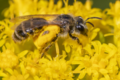 Andrena canadensis