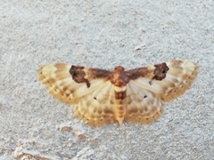 Idaea mustelata
