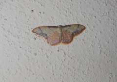 Idaea ostrinaria