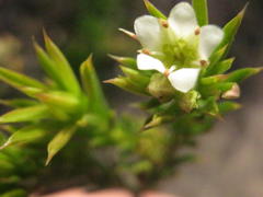 Diosma aristata