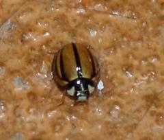 Cheilomenes propinqua