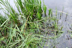 Sparganium erectum erectum