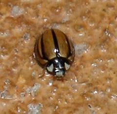 Cheilomenes propinqua