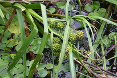 Sparganium erectum erectum