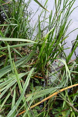 Sparganium erectum erectum