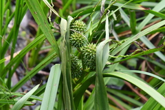 Sparganium erectum erectum