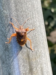 Pentatoma rufipes