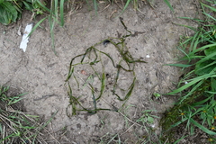 Potamogeton compressus