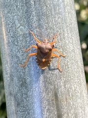 Pentatoma rufipes