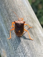 Pentatoma rufipes