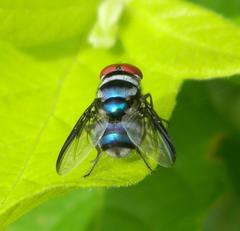 Chrysomya marginalis