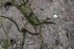 Potamogeton compressus