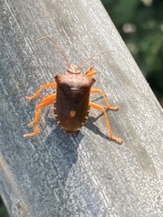 Pentatoma rufipes