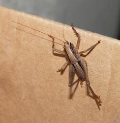 Alfredectes semiaeneus