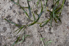 Potamogeton compressus