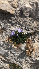 Campanula fragilis fragilis