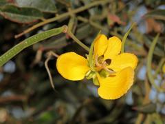 Senna petersiana
