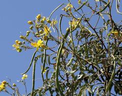 Senna petersiana
