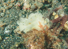 Rhinopias eschmeyeri