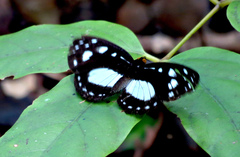 Neptis praslini