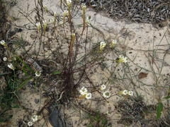 Dischisma ciliatum ciliatum